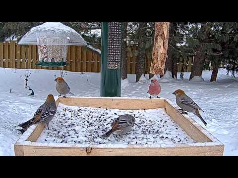 Male And Female Pine Grosbeaks Hop Around Snowy Feeders In Ontario | Feb. 5, 2026