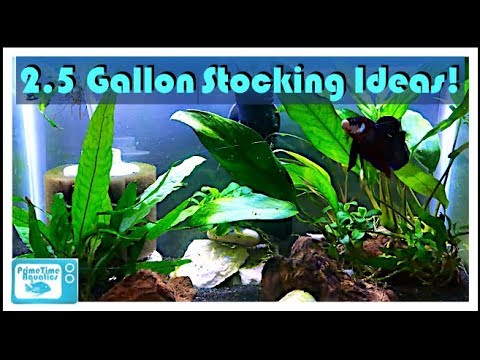 Ideen für die Bestückung eines 2,5-Gallonen-Aquariums!
