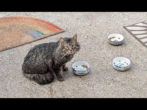 FCCO Spay/Neuter Clinics for Feral and Stray Cats