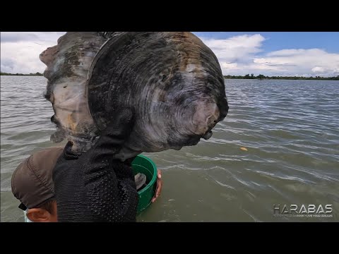 EP758-P1 - Pangunguha ng Talukhang na Nauwi sa Capiz | Occ. Mindoro