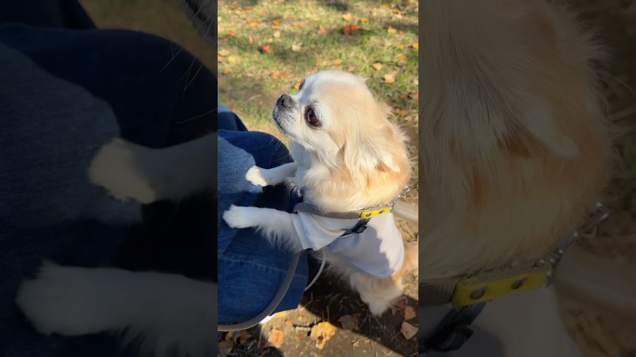 かわいいだけじゃだめですか？ feat.ちゃんもー #funny #youtubeshorts #cute