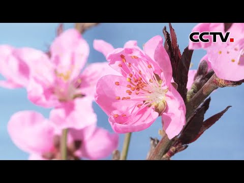 O céu de abril mais lindo da humanidade! Shanxi 2000 Flor de pêssego florescendo lindo livro de pintura jovem de primavera | CCTV