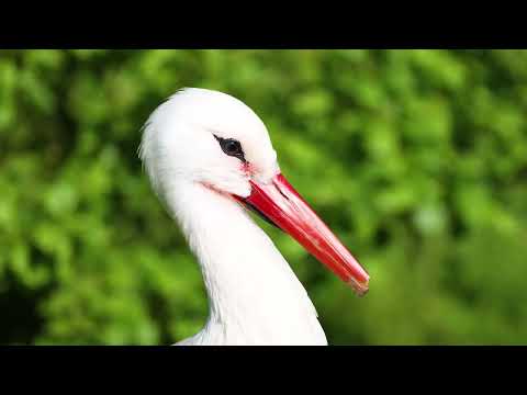 Lofi Type Beat Retro Dreams 📼✨ Mountain Stream Water Trees Fir Forest Evergreen