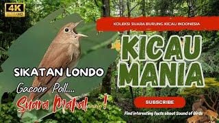 Download lagu Suara Sikatan Londo Paling Dicari Kicau Mania Sekali Dengar Langsung Nyaut!  #sikatanlondo #bulbul mp3