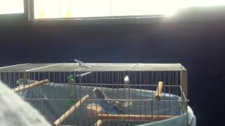 YOUNG BIRD REALLY &quot;TURN UP&quot; to Young Thug song