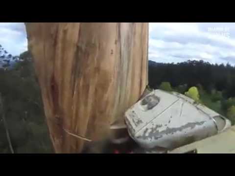 Cách chặt cây an toàn