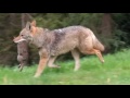 Coyote eats a rabbit at Hoyt Arboretum in Portland