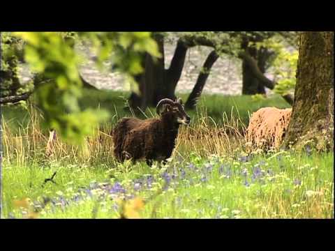 Isla Grant   My Scotland