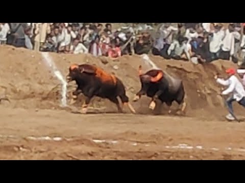 👑King👑Luck🔥vs👑King👑badshah💥bodarli Burhanpur dangal takkar helatakkar1king 👑#hela#takkar#suggested 