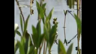 Runrig - Tear Down These Walls - Lyrics