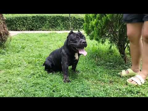 AMERICAN BULLY HERMES