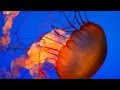 Медузы. Экзотика океана. 