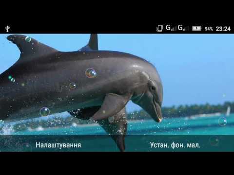 Dolphin Photo Gallery 2016