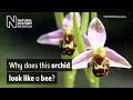 The bee orchid, Ophrys apifera | Natural History Museum