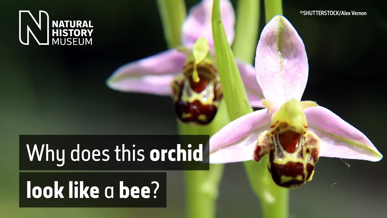 Sneaky orchids manipulate bees for pollination Natural History Museum