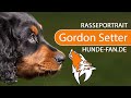 Gordon Setter 2020 History Appearance Temperament Training Exercise Care Health