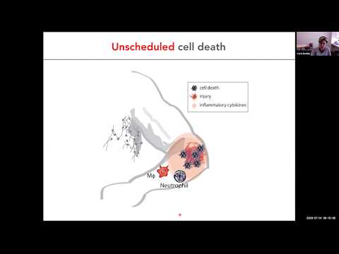 "Phosphatidylserine sensing in life and death" by Dr. Carla Rothlin