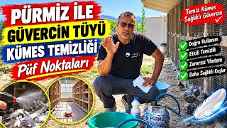 Güvercin Kümesinde Tüy Temizliğinin En Etkili Yolu! 🔥 | Pürmüz Kullanı