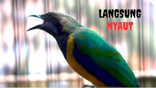 Download lagu Cungkok Gacor Cocok Buat Pancingan Cungkok Yang Stres Agar Mau Bunyi Lagi mp3