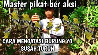 Download lagu How to catch a bird that is difficult to come down #the most effective way to catch a bird that i... mp3