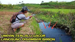 Download lagu Fishing in the Middle Ditch of the Rice Fields: Fish Are Still Abundant #LM12 mp3