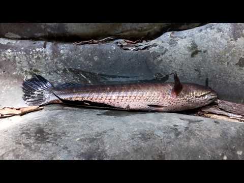 Catch big fish in water flow & grilled for food - Cook big fish in banana tree eating delicious #41 Video