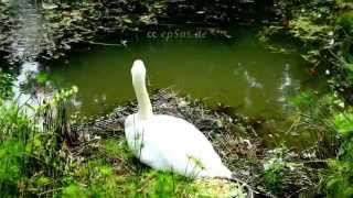 Cute White Swan Lake Nest
