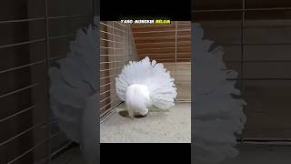 Download lagu JENIS MERPATI PALING LANGKA TANPA KEPALA #gudangit #shorts mp3