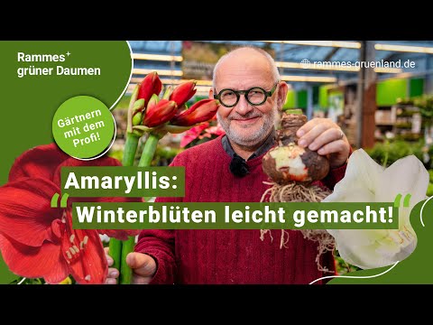 Amaryllis: Winter flowers made easy!