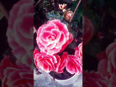 Flowers ...💗💗💗💗❤❤❤