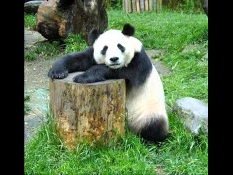 COMO E GRANDE O MEU AMOR POR VOCE   SAX LAURO JOLY