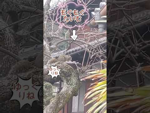 庭にリスを誘致する方法 トピックス