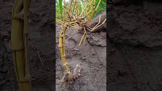 Download lagu bambu kuning yang kerdil unik juga buat bonsai mp3