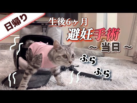 猫が去勢手術後に嘔吐するのは正常ですか?