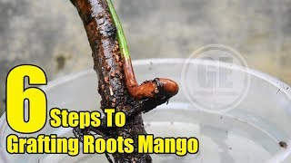 Mango Tree: 6 Steps To Grafting Roots