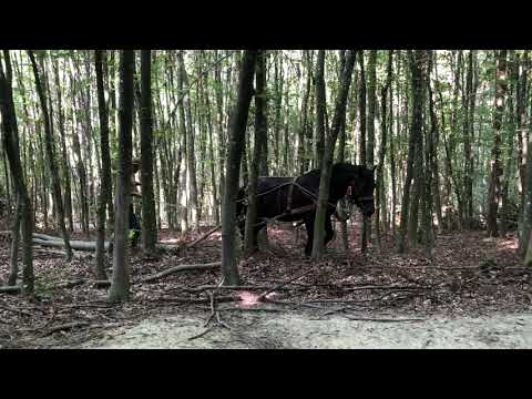 Muraközi mén az erdőn