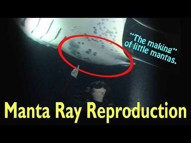 Video Pronunciation of manta ray in English