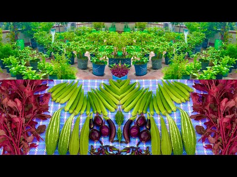 Beautiful Monsoon Harvesting From My Rooftop Organic Vegetable Garden/ Harvesting Organic Vegetables