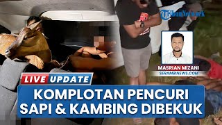 Curi Sapi & Kambing Pakai Avanza Rentalan, 4 Pria Ditangkap Polres Abdya: 1 Pelaku di Bawah Umur