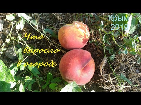 Крым, Судак 2019. Что выросло в огороде: Персики, арбузы, миндаль и другое