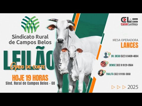 www.canalleiloes.com |  LEILÃO GADO DE CORTE S.R CAMPOS BELOS GOÍAS -GO  13/08/2025