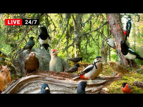 🔴24/7 LIVE CAT TV NO ADS😺 Bird Watching Extravaganza at Cozy Forest Nook Restaurant
