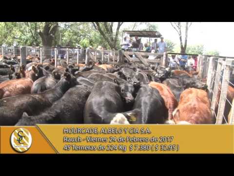 24-02-17 Venta de Hembras - Hourcade, Albelo y Cia S.A. - Rauch.