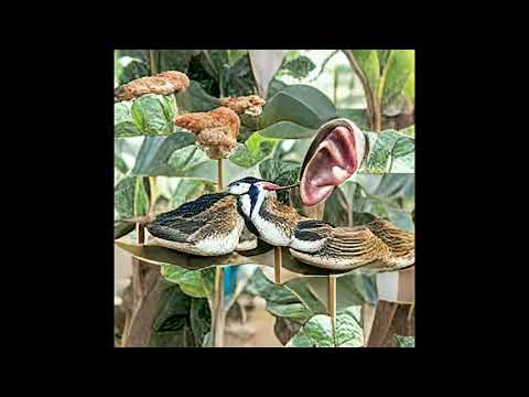 A tactic for listening to hybrid birds
