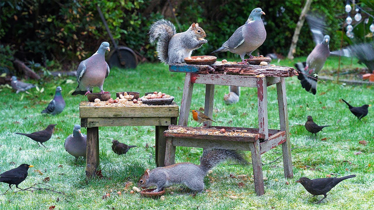 [NO ADS] Cat TV: Videos for Cats ❄️ Birds & Squirrels Eat as Frost Melts ❄️ Birds for Cats to Watch