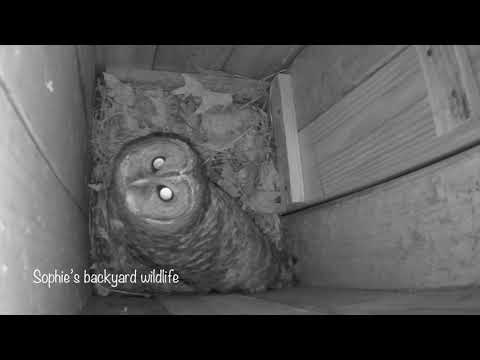 The barred owl nest camera 2021 - Ep1