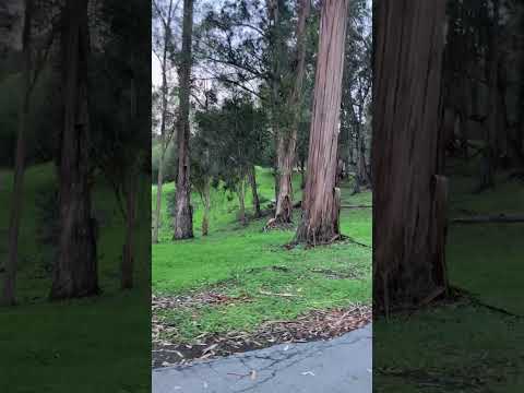 evening wind in the trees