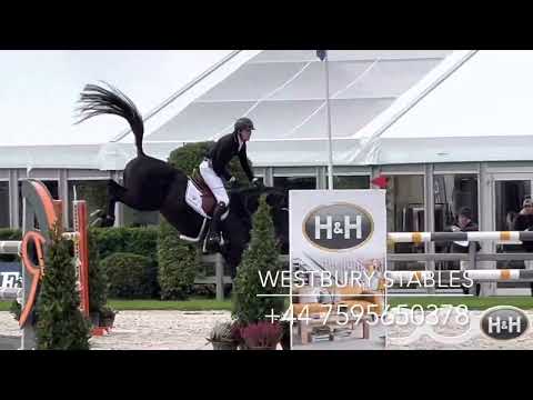 Djoko Z- 2016 Stallion (Dominator Z X Darco)