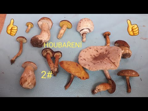 HOUBAŘENÍ 2# *LES U ZÁMKU KOZEL* 23.8. 2019