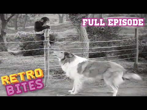 Lassie | The Watch Dog | Full Episodes